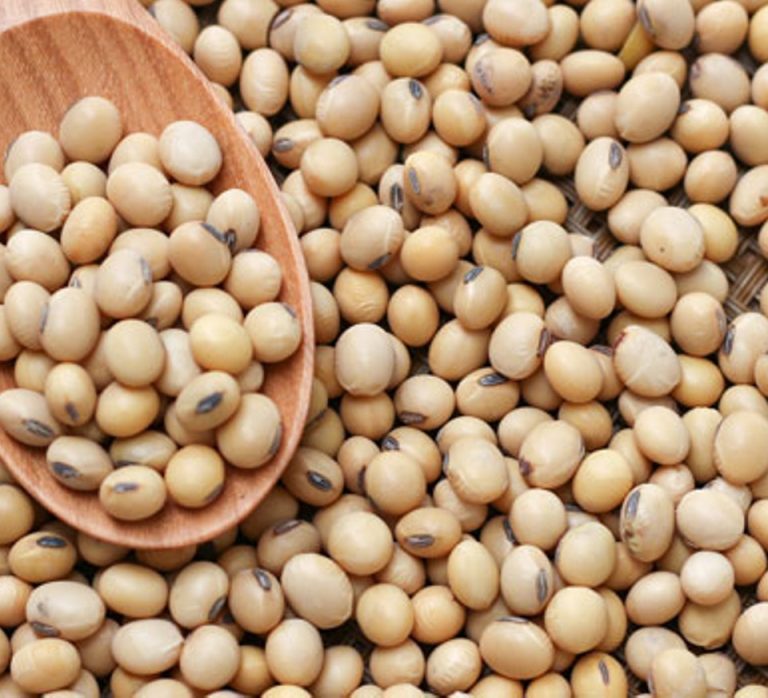 Soya-bean-seeds-1
