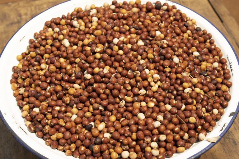 A-plate-full-of-pigeon-peas-harvested-from-Marys-plot-in-Lemu-Malawi-by-Shiela-Chikulo-CIMMYT-CC-BY-NC-SA-2