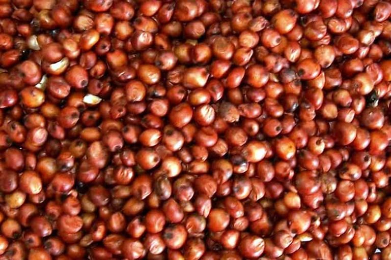 red-sorghum